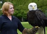 Bald Eagle on eagle experience