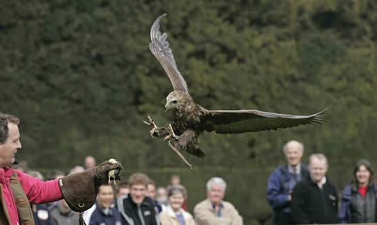 Chris and Batty, Bateleur Eagle