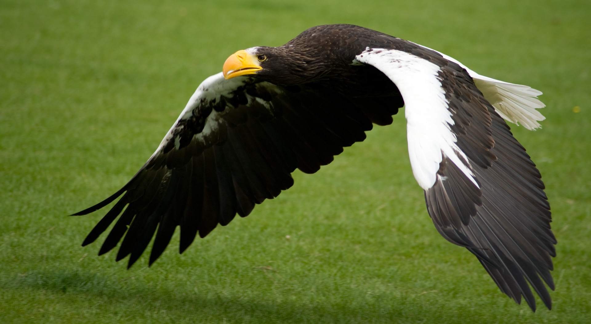 Nikita, a Steller's Sea Eagle on Eagle experience